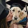 服務犬每天陪癱瘓主人上課,4年來沒有叫過一聲!
