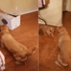 大黃金獵犬患上焦慮症,主人在聖誕節那天給牠一個驚喜!