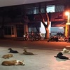 6隻狗狗在救護車後狂奔,牠們死守醫院門口只為等主人