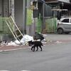 小區居民的鞋子經常丟失,安裝監控才發現原來是牠