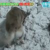 主人一家意外被大雪活埋,金金發現後立刻挖雪救人!