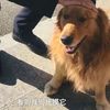 兩隻黃金獵犬走丟後主動上警車,還到警隊「騙吃騙喝」!