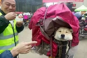 他放棄坐飛機，乘車輾轉28個小時，只為帶狗狗回家過年！