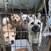 憤怒!韓國動保組織竟一邊救狗一邊將牠們安樂死!
