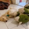 狗狗將新買的玩具大卸八塊,主人看到後「動手改造」!手也太巧了吧!