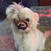 狗狗慘遭腐蝕液毀容,就在被安樂死前天使出現了!