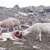 牧羊犬為保護羊群遇襲滿身血,小羊溫柔靠近:「謝謝你救了我」