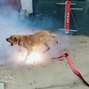 竟將「點燃的炮竹」塞到流浪狗的嘴裡!孩子:「只是好玩而已」