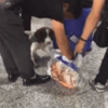 檢疫犬聞到「違禁品」超激動,結果打開一看網笑翻:「濫用職權」