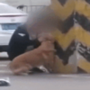 惡劣男子當街暴打黃金獵犬:我還沒站穩你就敢動?