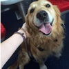 幸福列車!火車上有一隻黃金獵犬頻頻「騷擾」乘客,知道原因後乘客笑翻:「狗狗的世界真的很單純!」