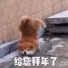 那隻「下巴着地」拜年的柴犬寶寶,終於跳上了高台階!