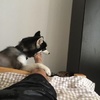 笑瘋!二哈叫睡死的把拔起床出絕招,沒想到啃了把拔的臭腳ㄚ後,竟「壯烈犧牲」了!