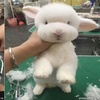 狗狗？綿羊？泰迪熊？沒想到造型師巧手一剪，這隻兔兔馬上變身為地表上最可愛的新品種！
