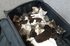 「恰巧」丟行李箱在護士家門口，打開令人不忍直視：「15隻小貓」被硬塞其中