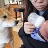 柴犬目不轉睛的看着小北鼻喝牛奶,主人無奈:「擦擦你的口水好嗎」