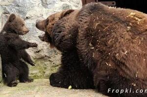 馬麻霸氣教訓闖禍的棕熊寶寶，但最後馬麻還是心軟給了寶寶一個大擁抱！