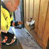 4個月大的蘇俄獵狼犬貪玩鑽「貓洞」,卡住的不是頭而是嘴巴!