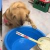 黃金獵犬看着主人吃麵條,饞到不行的牠竟然叼來臉盆求分享!主:「我的碗才多大啊?」