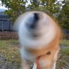 為什麼夏天一定要養柴犬?因為涼快啊!小柴牌電風扇,你入手了嗎?