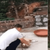 親眼看到同伴被宰殺,狗狗瘋狂作揖:求你放過牠