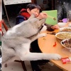 二哈回鄉下寄養,奶奶煮大豬蹄子招待!二哈:「奶奶真好」