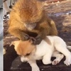 小泰迪被猴強行抓住拔跳蚤,想跑不敢跑的樣子太可憐惹!