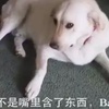 狗狗偷藏了9個丸子在嘴巴裡,主人發現時牠還裝作沒事的樣子
