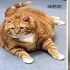 因肥胖被暴打,牠花三年減肥成功:從前你拋棄我,如今的我,你高攀不起!