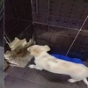 狗狗在家啃穿承重牆,主人:「你是挖掘機專業嗎?囧」