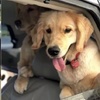 車子裡突然探出一隻狗頭?這位網友每天的工作經歷讓無數人羨慕!