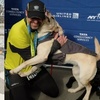 三隻導盲犬助力視障人士跑完半馬:「我們來幫你完成夢想!」