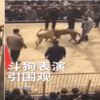 某地驚現殘忍鬥狗比賽,狗狗遍體鱗傷血流不止:門票只賣100元