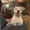 連饒舌歌手Snoop Dogg都想帶回家!那隻「在車後拚命追趕主人」的狗狗,現在終於有新家啦!