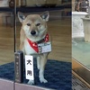 為了方便自家柴犬上班,店長發明了全球首個神奇的設計