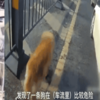 超暖!受傷流浪狗誤入馬路,交警將牠護在身下走了近200公尺