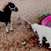 我家狗愛多管閒事咋整?一天到晚都瞎操心