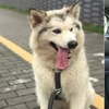 心寒!覺得好看而領養卻不認真照顧,盛世美顏阿拉斯加的變「醜」之路