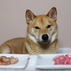 爆笑!在柴柴面前放「生肉」跟「熟肉」,柴柴的選擇讓網友笑歪腰啦!(影片)