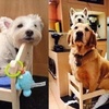 給家裡小狗買了專用床,這事被黃金獵犬知道後…