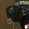 美食當前VS主人指令?竟然有狗選擇聽指令!全部狗主人都嚇到吃手手了!