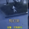 扯!兩隻狗打起架來,狗主人不但不勸阻還加入混戰?!