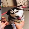 主人拿出大骨頭和臭豆腐給二哈和黃金獵犬選,二哈又秀出了智商下限