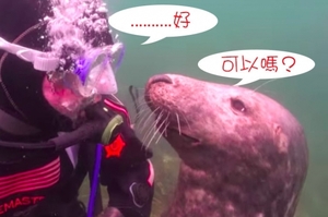 潛水時，ㄧ隻海豹突然過來要我幫忙搔癢！逗趣畫面讓網友笑翻啦！（影片）