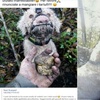 松露狗狗被戴嘴套眼泛淚光?涉嫌虐待的主人:冤枉啊!