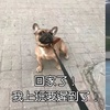 一句話,證明你養過狗!跟你打賭這些話,所有的鏟屎官都一定說過!