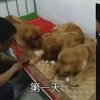 主人餵狗吃饅頭自己吃雞,結果第二天「被狗狗集體抗議啦!」