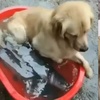 小心比貓爪更危險!狗狗把腿伸進魚盆裡踩啊踩!主無語:「這洗腳水魚湯你哭著也要給我喝完!」