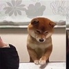 柴犬在偷吃邊緣瘋狂試探,被發現後無處安放的小爪子萌翻了