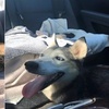 哈士奇臨盆!女主人即時推文:「狗狗正在我老公車上生小孩,請千萬不要告訴他!」